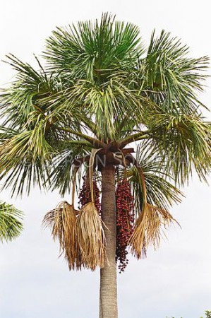 Buriti de Goiás: O site jovem da cidade